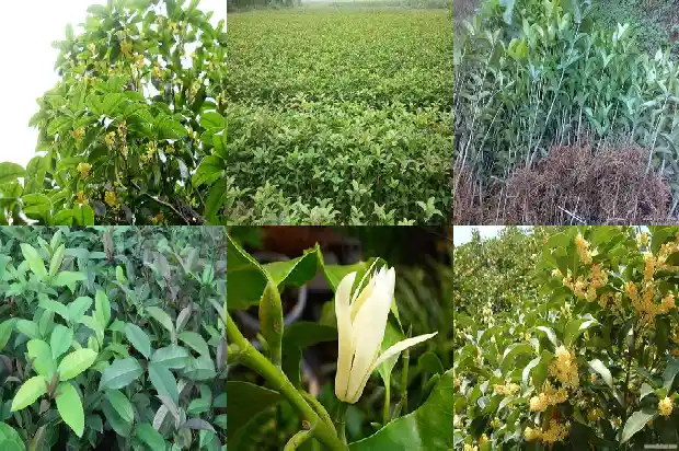 桂树好还是桂花树好养1686099141444