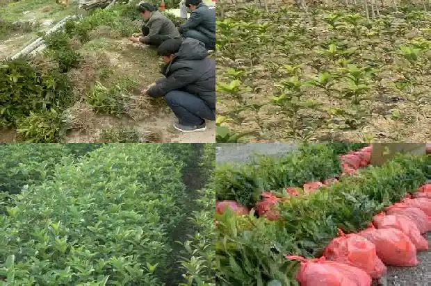 桂树好还是桂花树好养1686099141539