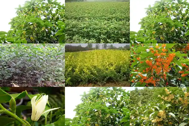 桂树桂花树牌1686099153176