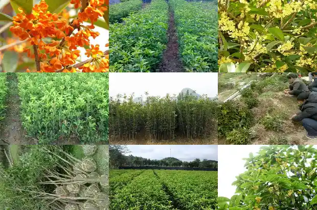 桂树桂花树牌1686099153224