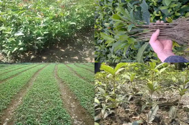 桂树桂花树牌1686099153272