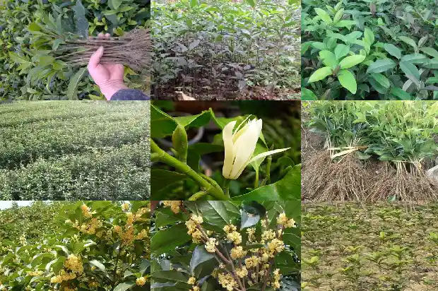 桂树桂花树牌1686099153320