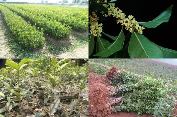 哪种桂花树比较好养活1686099161010