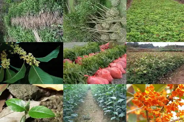 哪种桂花树比较好养活1686099161058