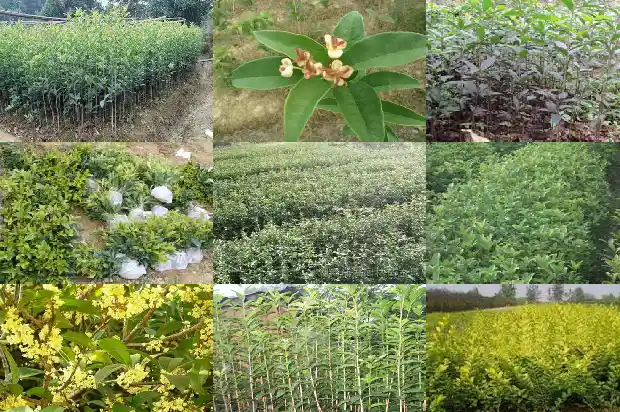 月桂树和桂花树哪个香味大些1686099180176