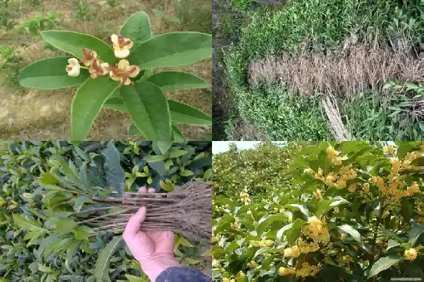 月桂树和桂花树哪个香味大些1686099180224