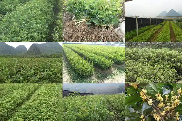 月桂树和桂花树的叶子有什么区别呢1686099191712