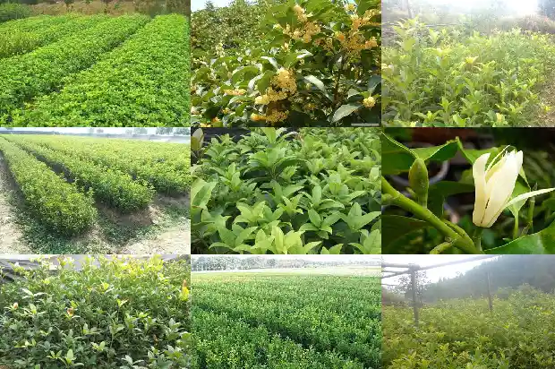 月桂树和桂花树的叶子有什么区别呢1686099191808