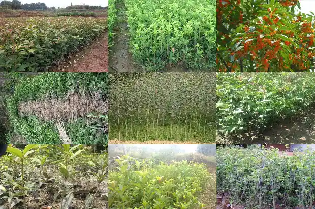 月桂树和桂花树的叶子有什么区别呢1686099191854