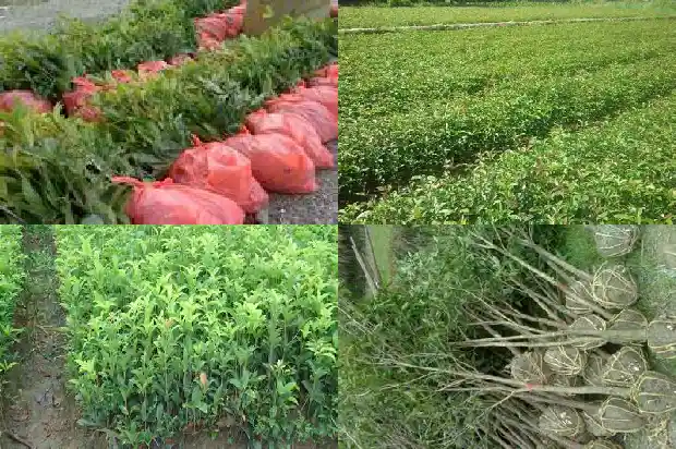 月桂树和桂花树的区别是什么呢1686099201916
