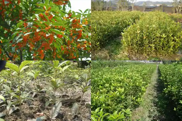 月桂树和桂花树的区别是什么呢1686099201964