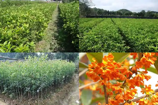 月桂树和桂花树的区别是什么呢1686099202012