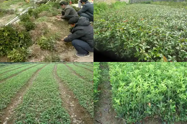 桂花什么时候移栽成活率最好1690849955934