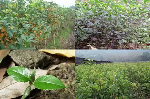 桂花树叶与月桂树叶的区别是什么1686099219363