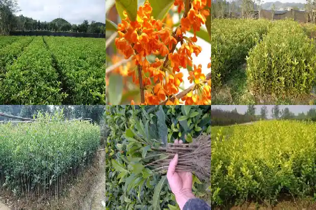 桂花树叶与月桂树叶的区别是什么1686099219411