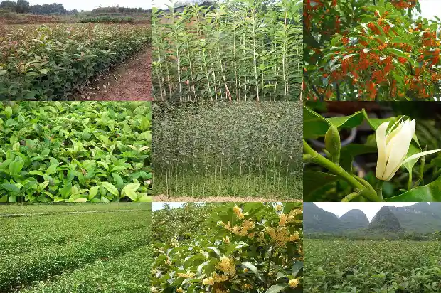 桂花树叶与月桂树叶的区别是什么1686099219459