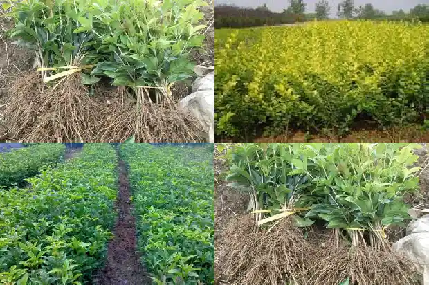 叶子带齿的桂花是什么桂花1686099240991