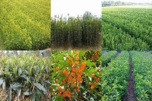 叶子带齿的桂花是什么桂花1686099241039