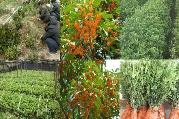 阳台可以栽桂花树吗风水好吗1690677617692