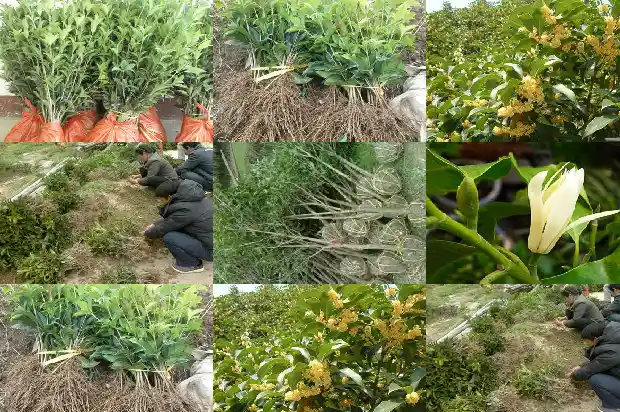 叶子带齿的桂花是什么桂花1686099241132