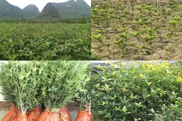 桂花叶边缘有齿吗1686099253147