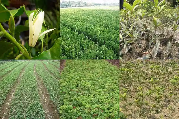 桂花叶边缘有齿吗1686099253242