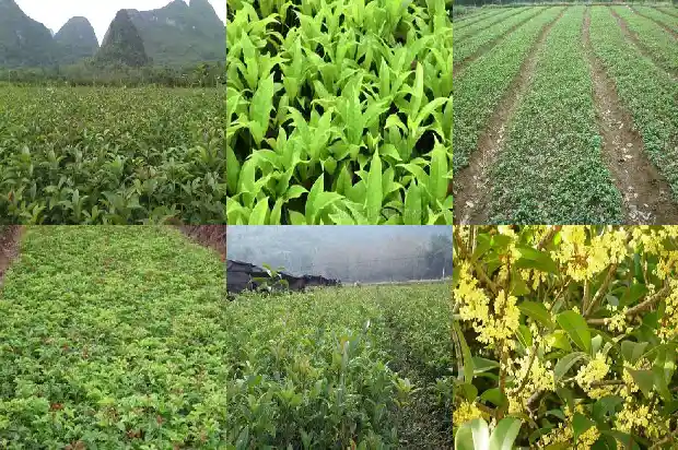 桂花叶边缘有齿吗1686099253289