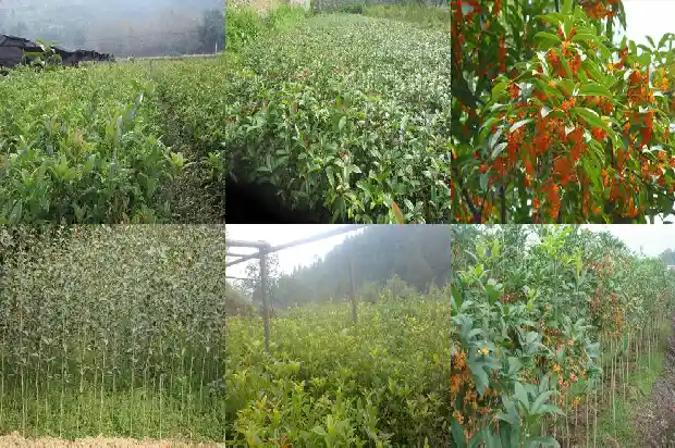 月桂树开桂花吗有毒吗1686099260722