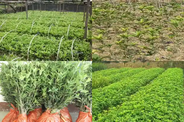 月桂树开桂花吗有毒吗1686099260770