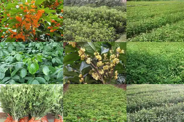 月桂是什么桂花的别称1686099270313