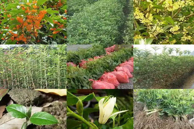 月桂是什么桂花的别称1686099270361