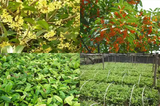 桂花啥时间栽比较好呢1688605171015