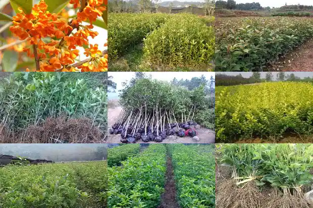 桂花和月桂有什么差别1686099289969