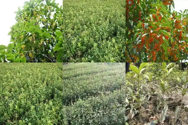 桂花和月桂有什么差别1686099290064