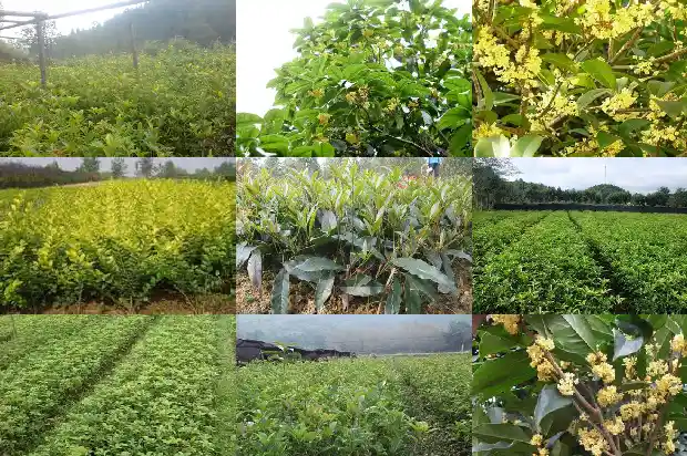 桂花和月桂有什么差别1686099290112