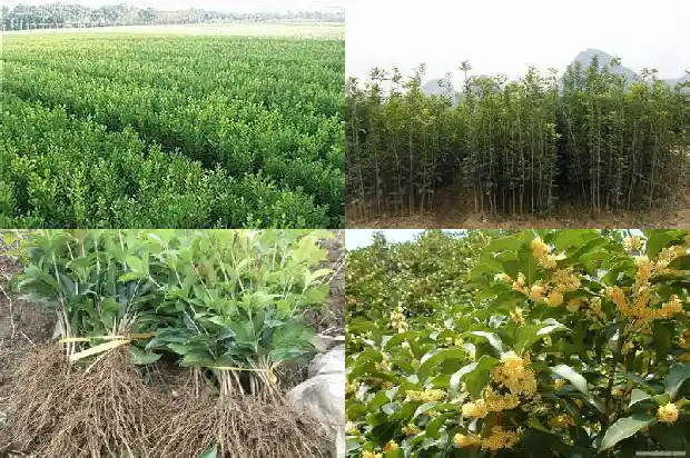 月桂属于桂花吗1686099297796