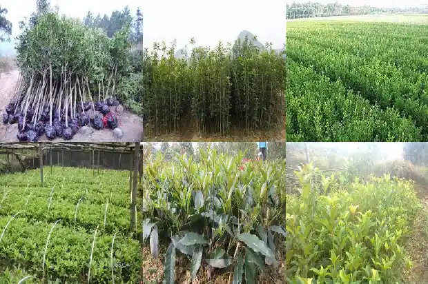 月桂属于桂花吗1686099297844