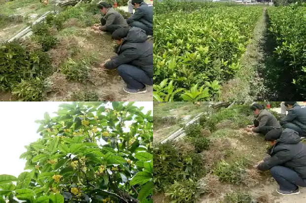 月桂是不是桂花树的别称之一呀1686099325794