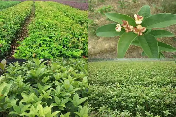 桂花树的称呼1686099345435