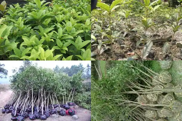 月桂花的别名是什么意思1686099353138