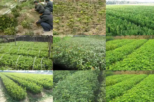 月桂花的别名是什么意思1686099353186