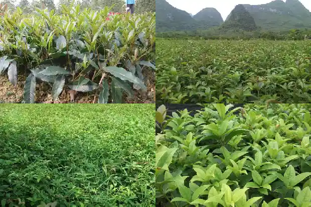 40公分桂花树要多久浇水一次好1690849989860