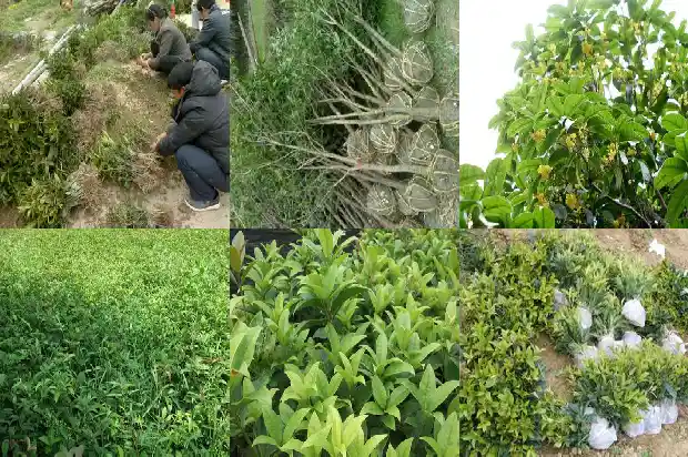 桂花树有每个月都开花的嘛1686099374938