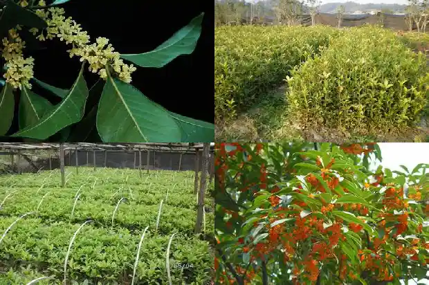 桂花树有每个月都开花的嘛1686099375034