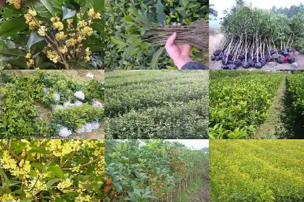 桂花树有每个月都开花的嘛1686099375082