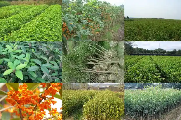 桂花什么时候开花的?1686099388267
