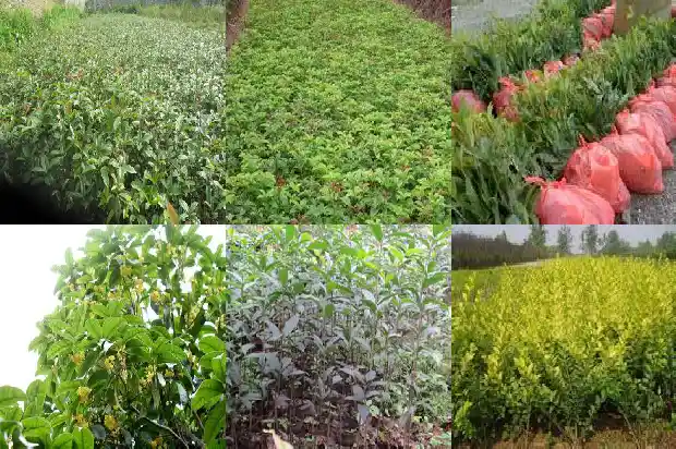 桂花什么时候开花的?1686099388315