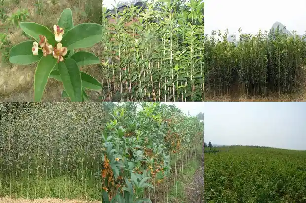 桂花什么时候开花的?1686099388363
