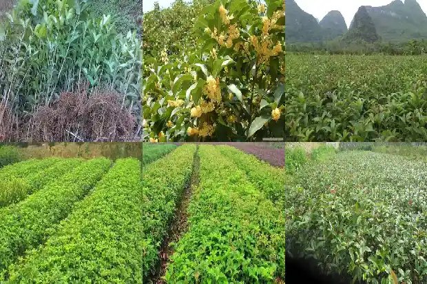 金桂花什么时候开花的季节1686099396005