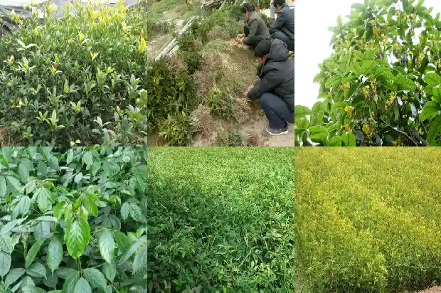 金桂花什么时候开花的季节1686099396053